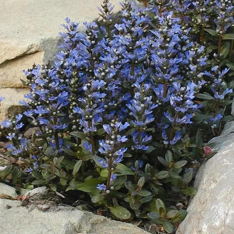 Ajuga 'Chocolate Chip' – Low-Growing Ground Cover with Bronze Foliage and Blue Spikes