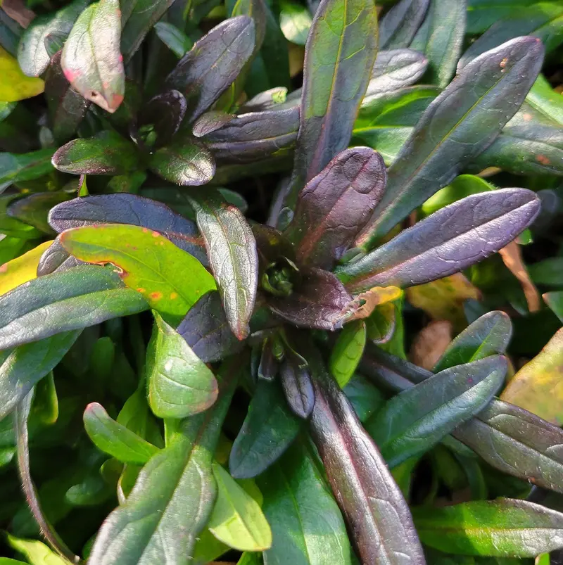 Ajuga 'Chocolate Chip' – Low-Growing Ground Cover with Bronze Foliage and Blue Spikes 2