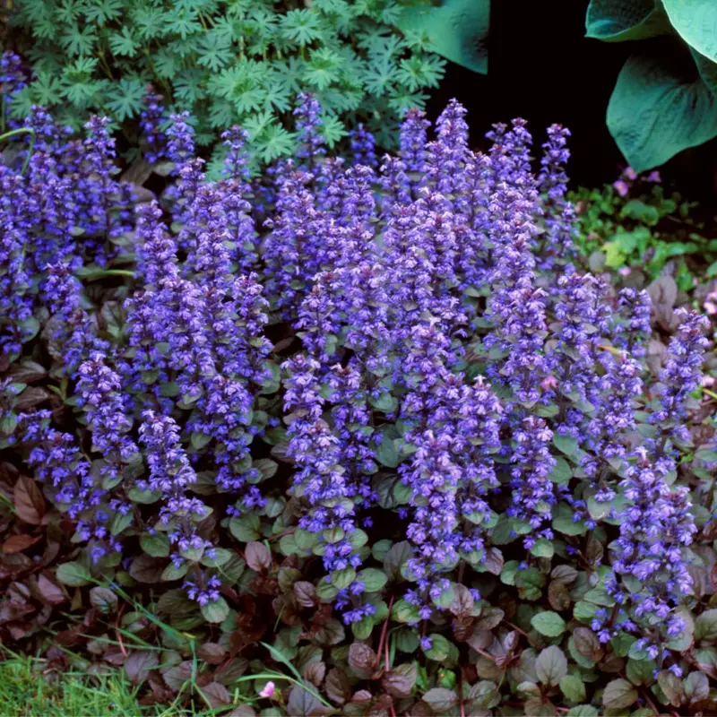 Ajuga 'Chocolate Chip' – Low-Growing Ground Cover with Bronze Foliage and Blue Spikes