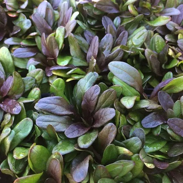 Ajuga 'Chocolate Chip' – Low-Growing Ground Cover with Bronze Foliage and Blue Spikes