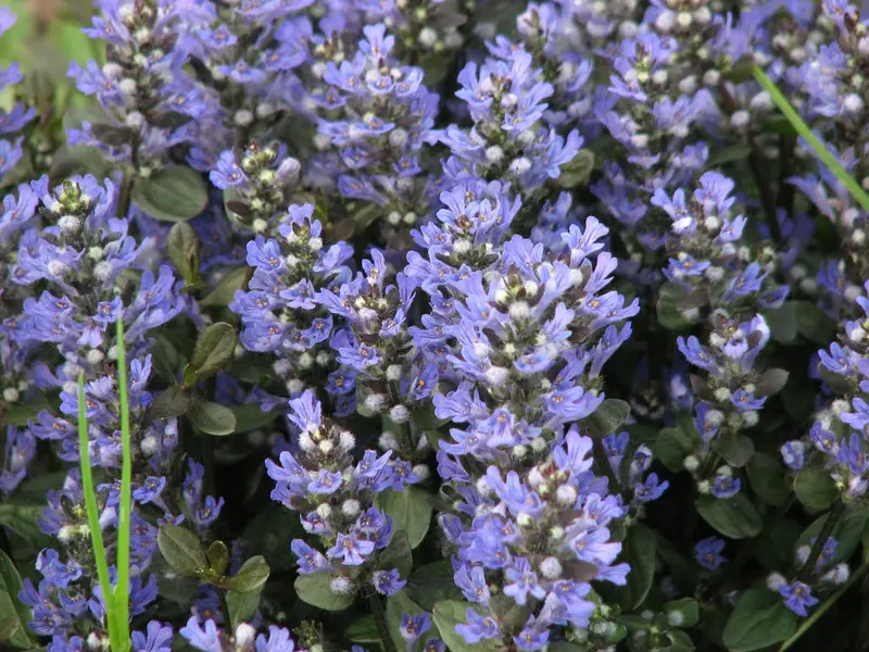 Ajuga 'Chocolate Chip' – Low-Growing Ground Cover with Bronze Foliage and Blue Spikes