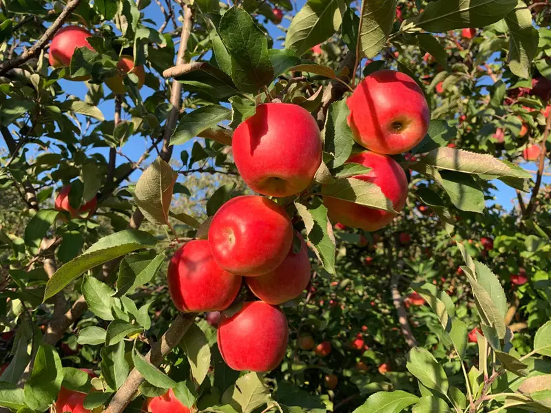 Ambrosia Apple Tree – Honey-Sweet Low-Acid Variety 2