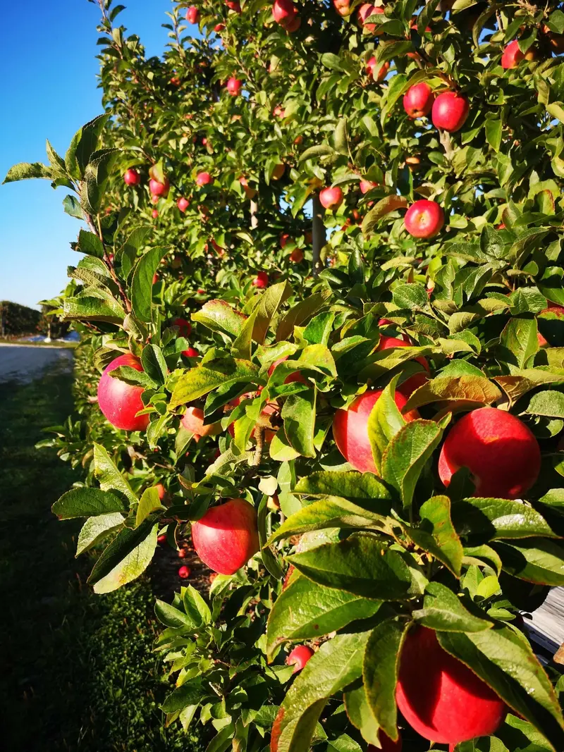 Ambrosia Apple Tree – Honey-Sweet Low-Acid Variety