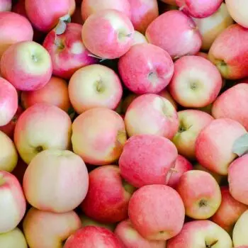 Ambrosia Apple Tree – Honey-Sweet Low-Acid Variety