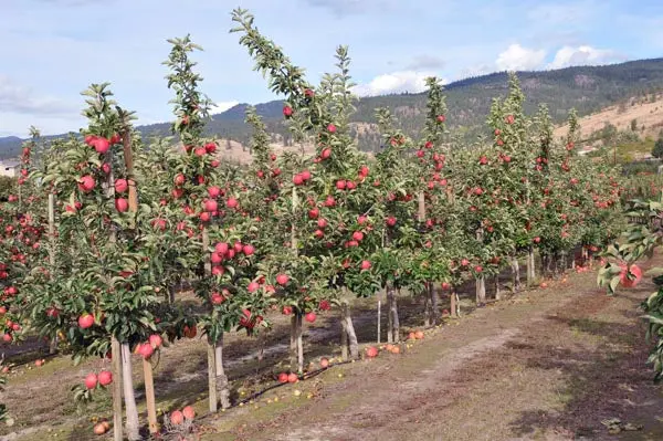 Ambrosia Apple Tree – Honey-Sweet Low-Acid Variety