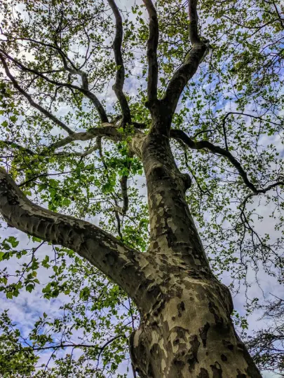 American Sycamore – Fast-Growing Native Shade Tree 2