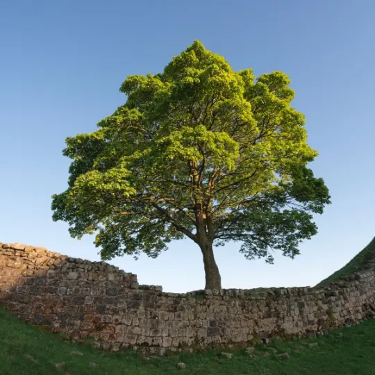 American Sycamore – Fast-Growing Native Shade Tree