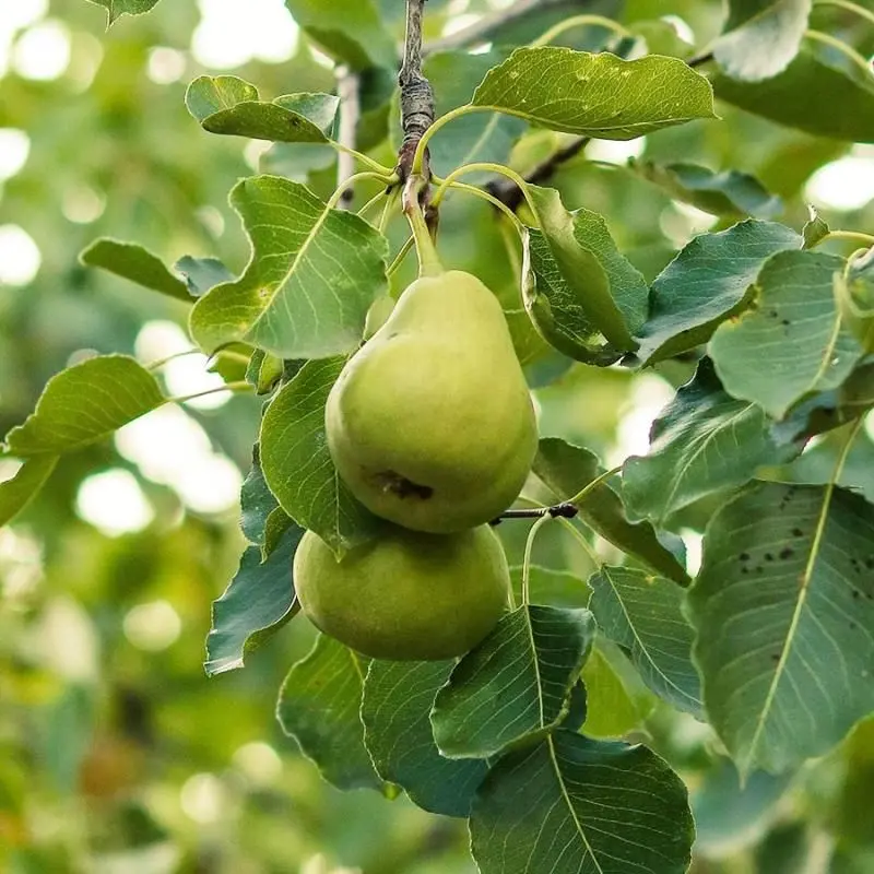 Anjou Pear Tree – Smooth Green Winter Pear