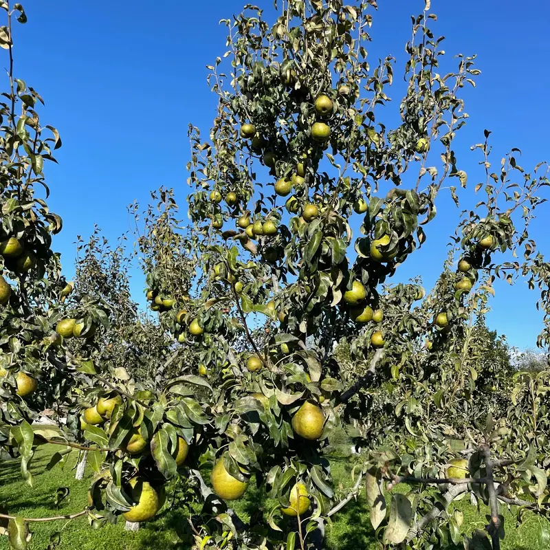 Anjou Pear Tree – Smooth Green Winter Pear 2