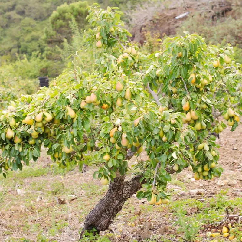 Anjou Pear Tree – Smooth Green Winter Pear