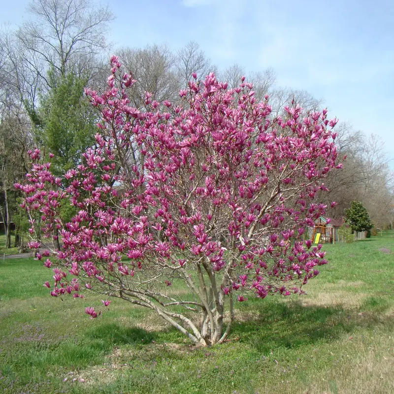 Ann Magnolia