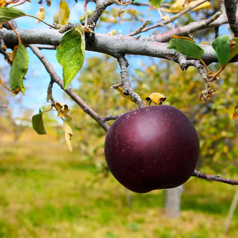 Arkansas Black Apple Tree – Heirloom Firm Tart Apple