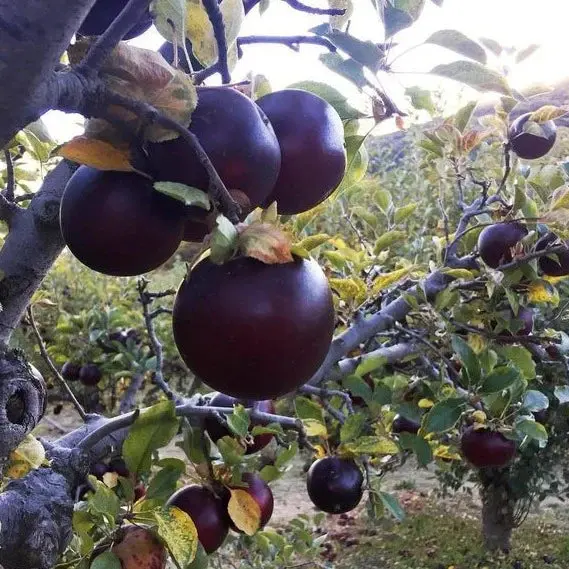 Arkansas Black Apple Tree – Heirloom Firm Tart Apple 2