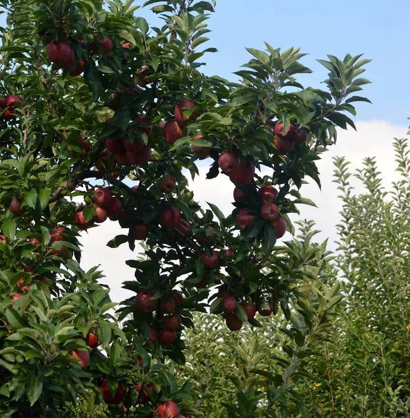 Arkansas Black Apple Tree – Heirloom Firm Tart Apple