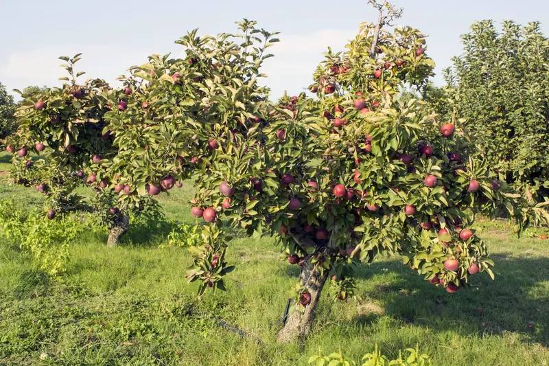 Arkansas Black Apple Tree – Heirloom Firm Tart Apple