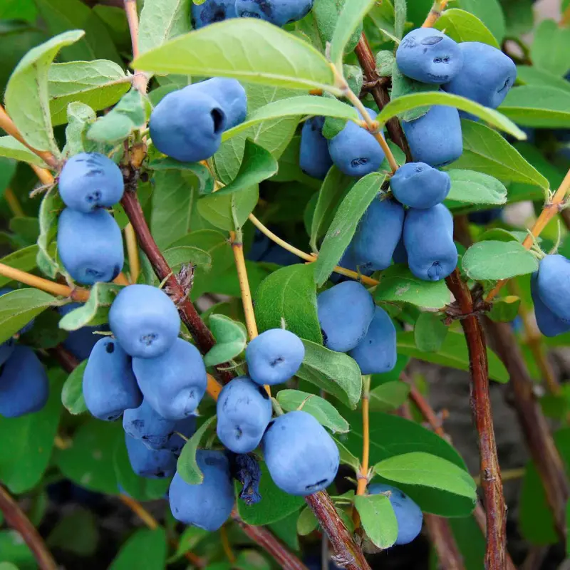 Aurora Haskap Shrub – High-Yield Honeyberry Cultivar