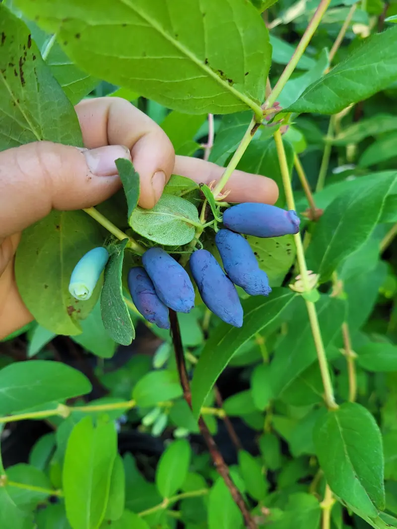Aurora Haskap Shrub – High-Yield Honeyberry Cultivar