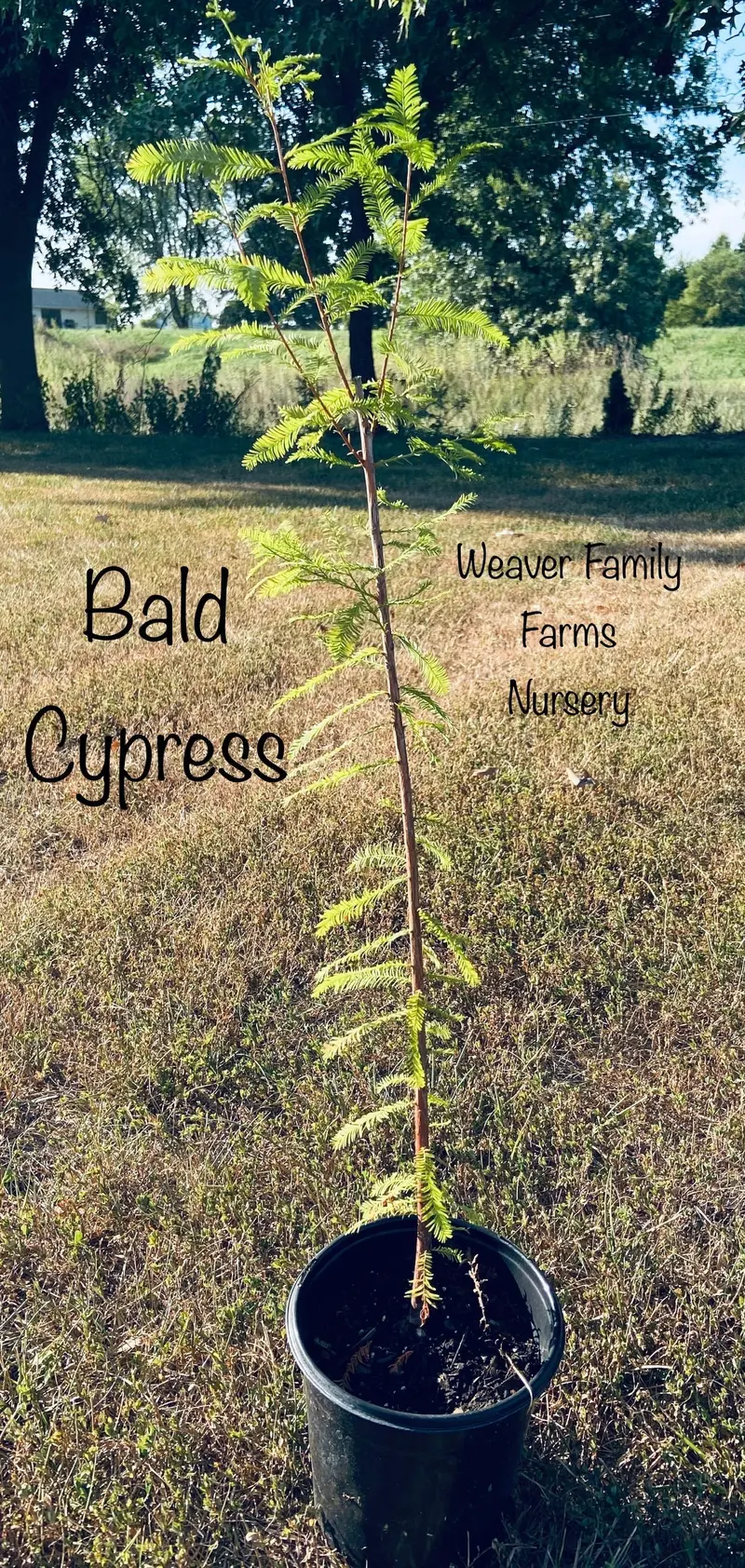 Bald Cypress – Deciduous Conifer for Wet or Dry Landscapes 2
