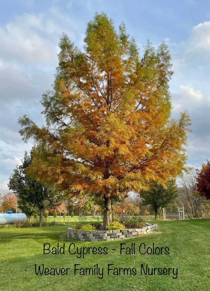 Bald Cypress – Deciduous Conifer for Wet or Dry Landscapes