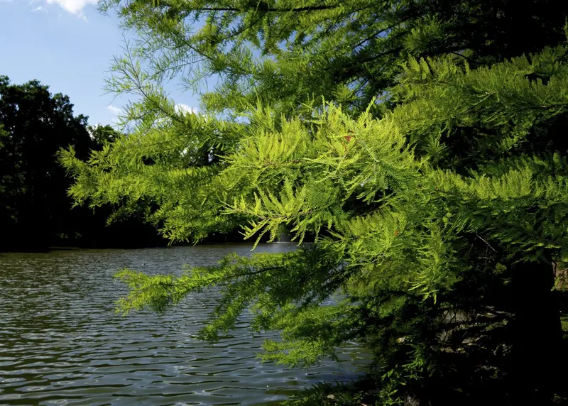 Bald Cypress – Deciduous Conifer for Wet or Dry Landscapes