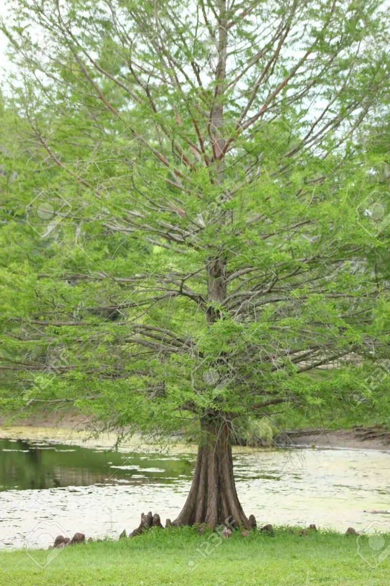 Bald Cypress – Deciduous Conifer for Wet or Dry Landscapes