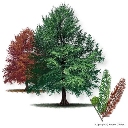 Bald Cypress – Deciduous Conifer for Wet or Dry Landscapes