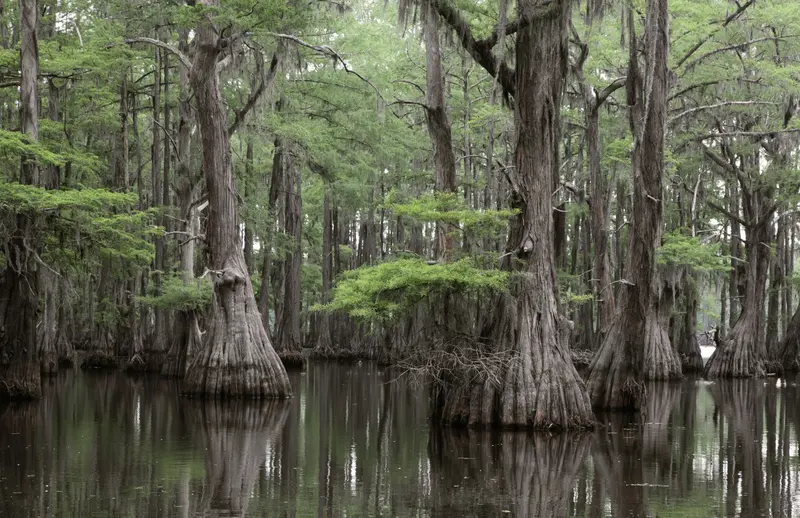 Bald Cypress – Deciduous Conifer for Wet or Dry Landscapes