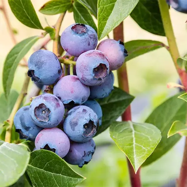 Blue Gold Blueberry Bush – Cold-Hardy Fruit Shrub