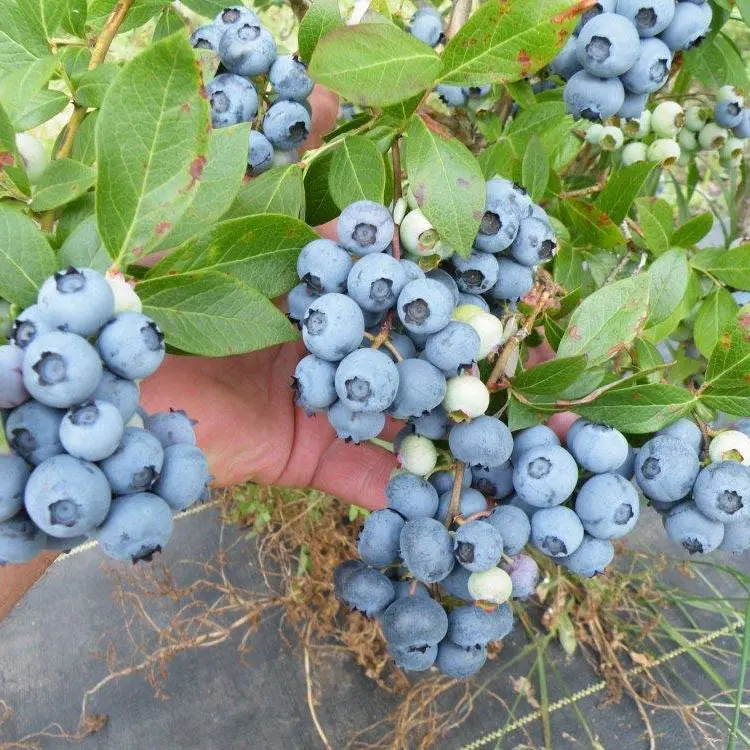 Blue Gold Blueberry Bush – Cold-Hardy Fruit Shrub 2