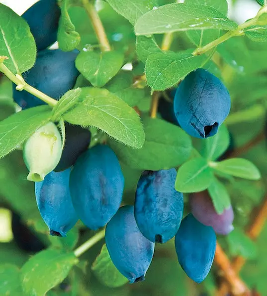 Boreal Blizzard Haskap Honeyberry – Cold-Tolerant Blue-Violet Berry