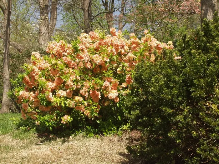 Cameo Flowering Quince 2