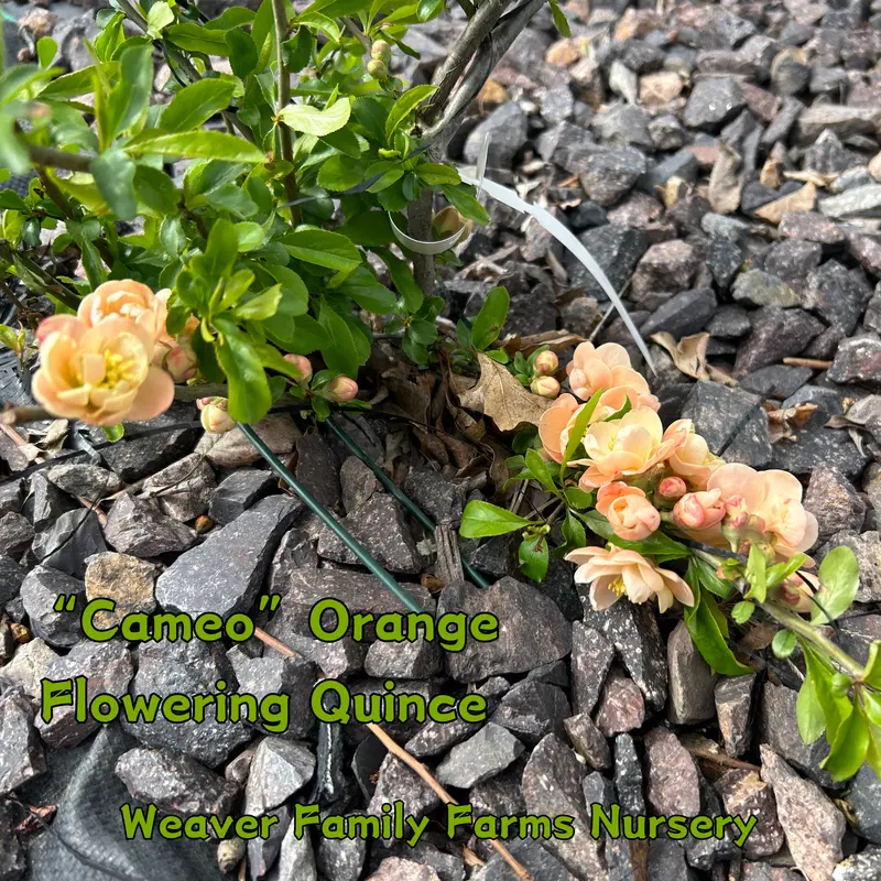 Cameo Flowering Quince