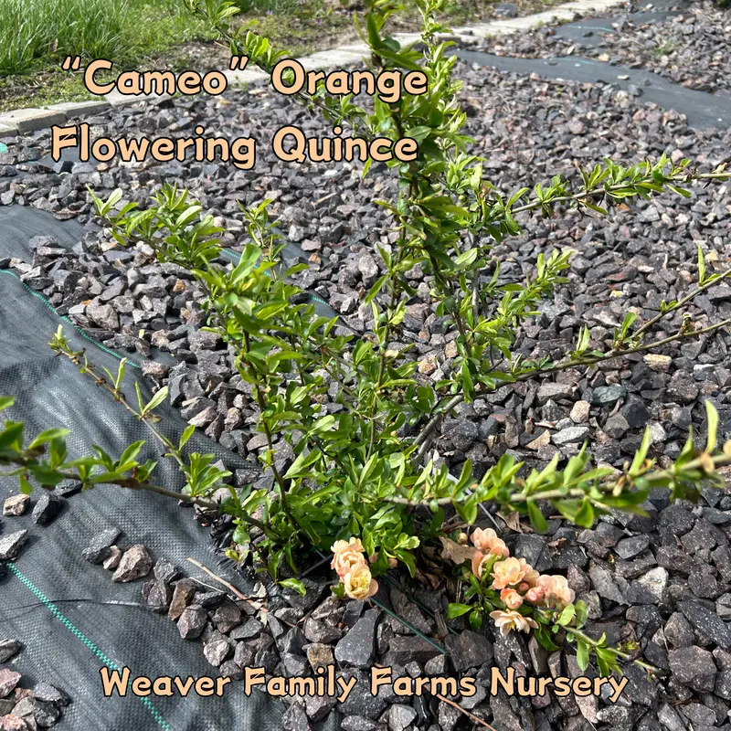 Cameo Flowering Quince