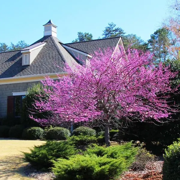 Cercis canadensis 'Eastern Redbud' – Ornamental Tree with Rosy-Purple Spring Blossoms