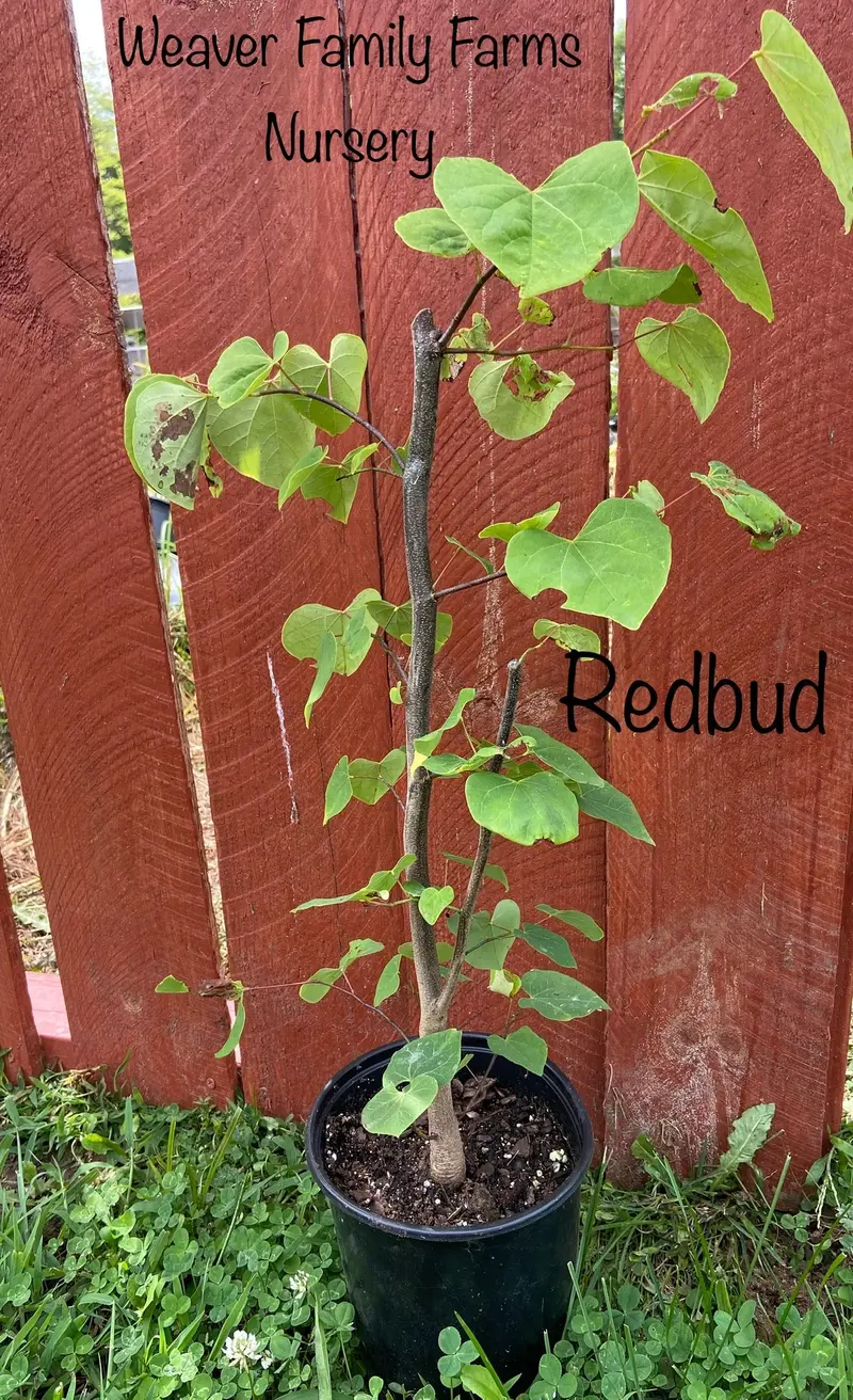 Cercis canadensis 'Eastern Redbud' – Ornamental Tree with Rosy-Purple Spring Blossoms 2