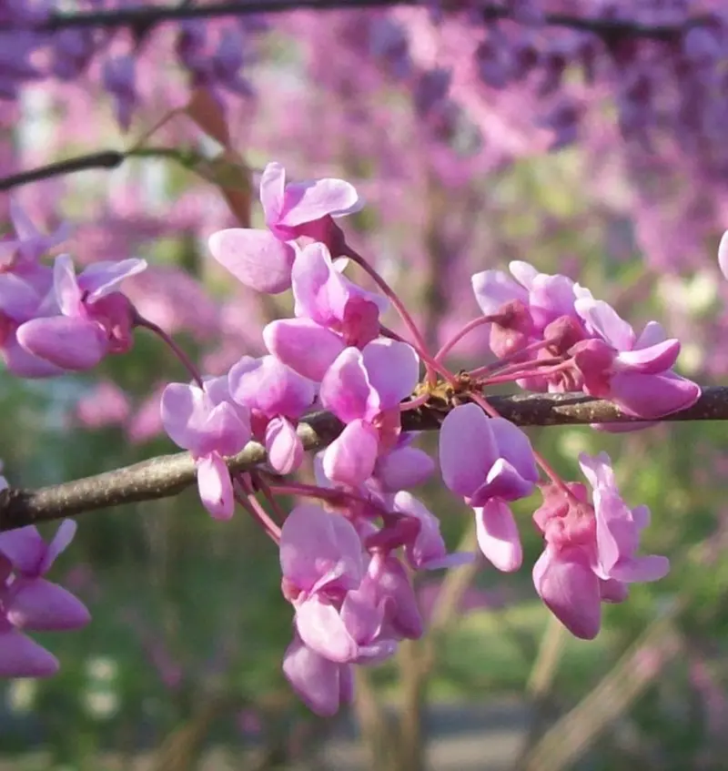 Cercis canadensis 'Eastern Redbud' – Ornamental Tree with Rosy-Purple Spring Blossoms