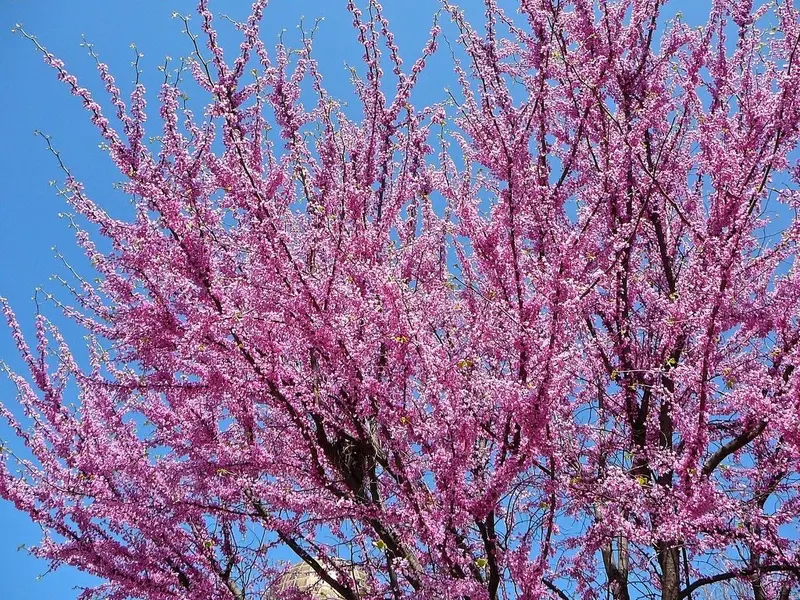 Cercis canadensis 'Eastern Redbud' – Ornamental Tree with Rosy-Purple Spring Blossoms