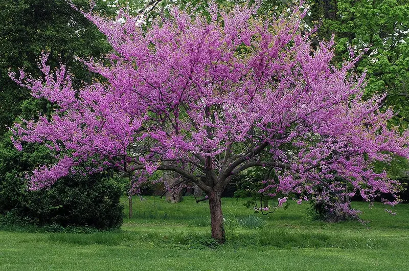 Cercis canadensis 'Eastern Redbud' – Ornamental Tree with Rosy-Purple Spring Blossoms
