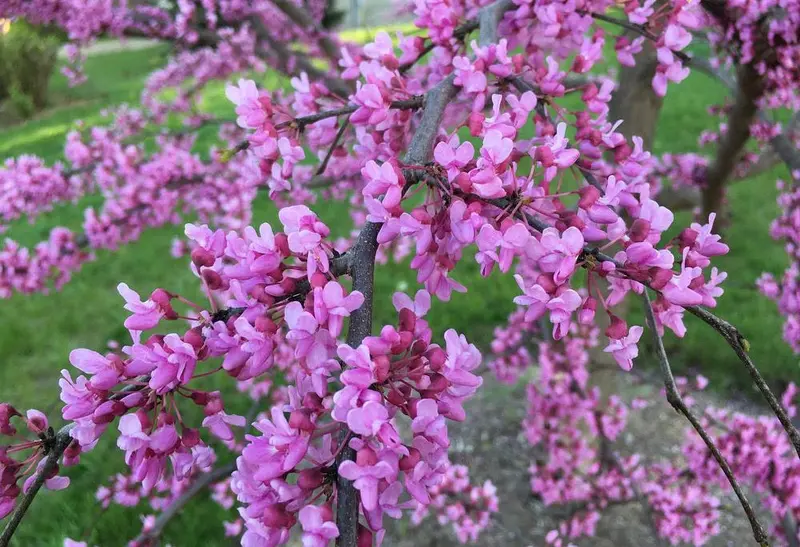 Cercis canadensis 'Eastern Redbud' – Ornamental Tree with Rosy-Purple Spring Blossoms