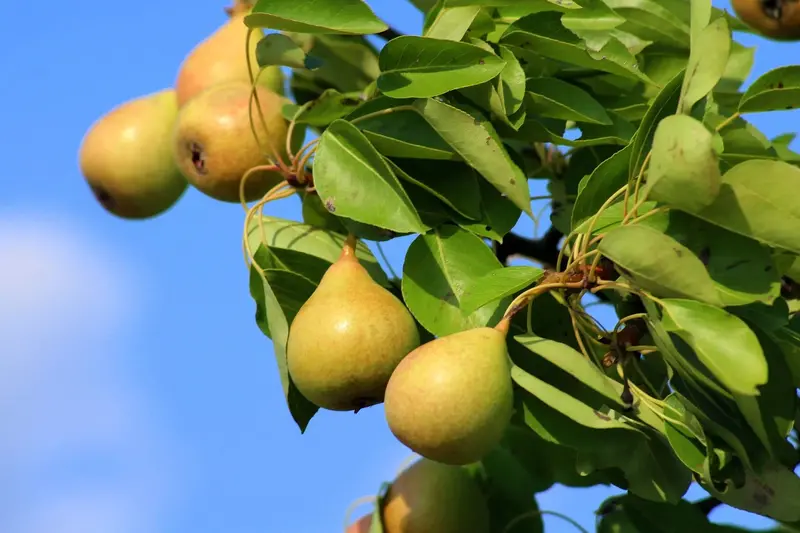 Comice Pear Tree – Buttery Premium Dessert Pear