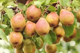 Comice Pear Tree – Buttery Premium Dessert Pear 2