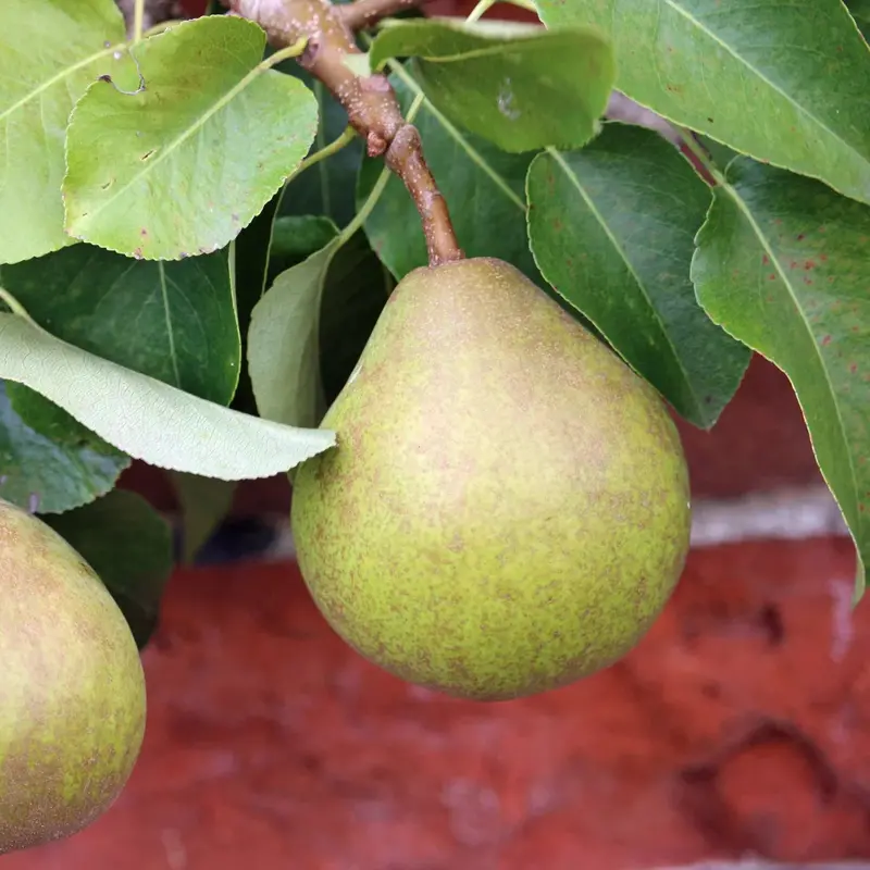Comice Pear Tree – Buttery Premium Dessert Pear