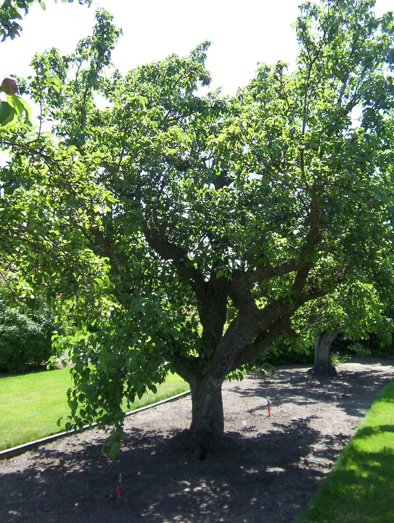 Comice Pear Tree – Buttery Premium Dessert Pear