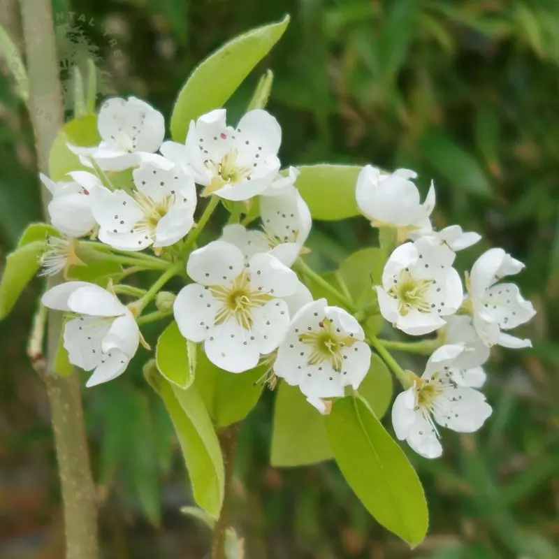 Comice Pear Tree – Buttery Premium Dessert Pear