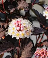 Crimson Ninebark
