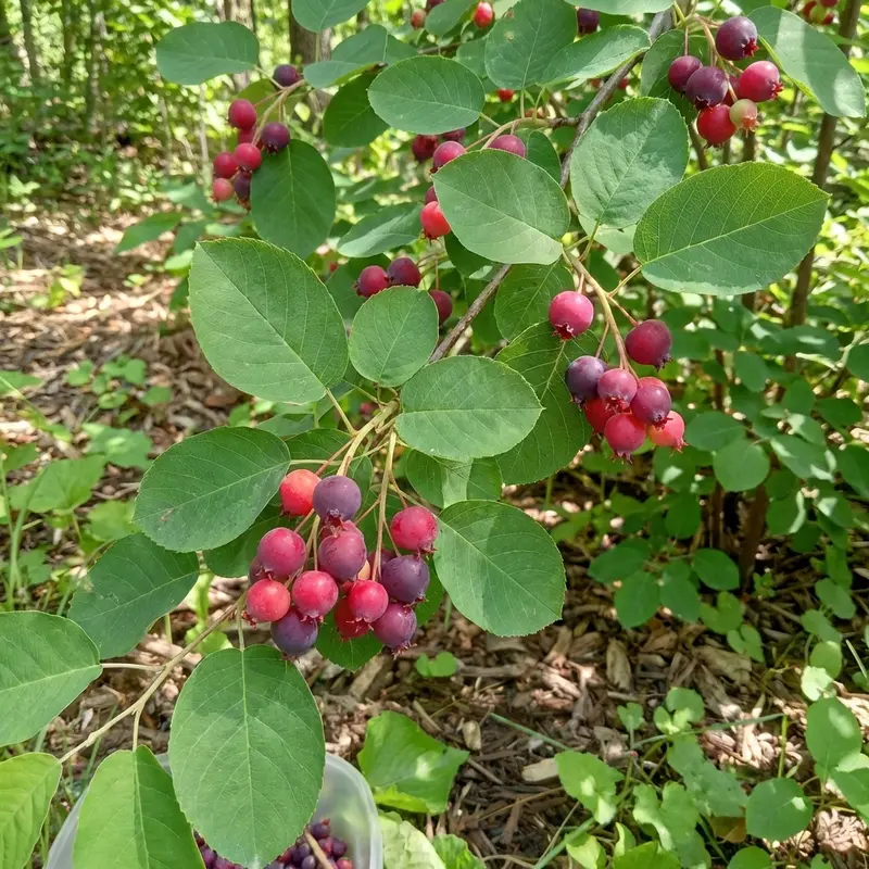 Downy Serviceberry Shrub – Native Spring-Blooming Berry Producer