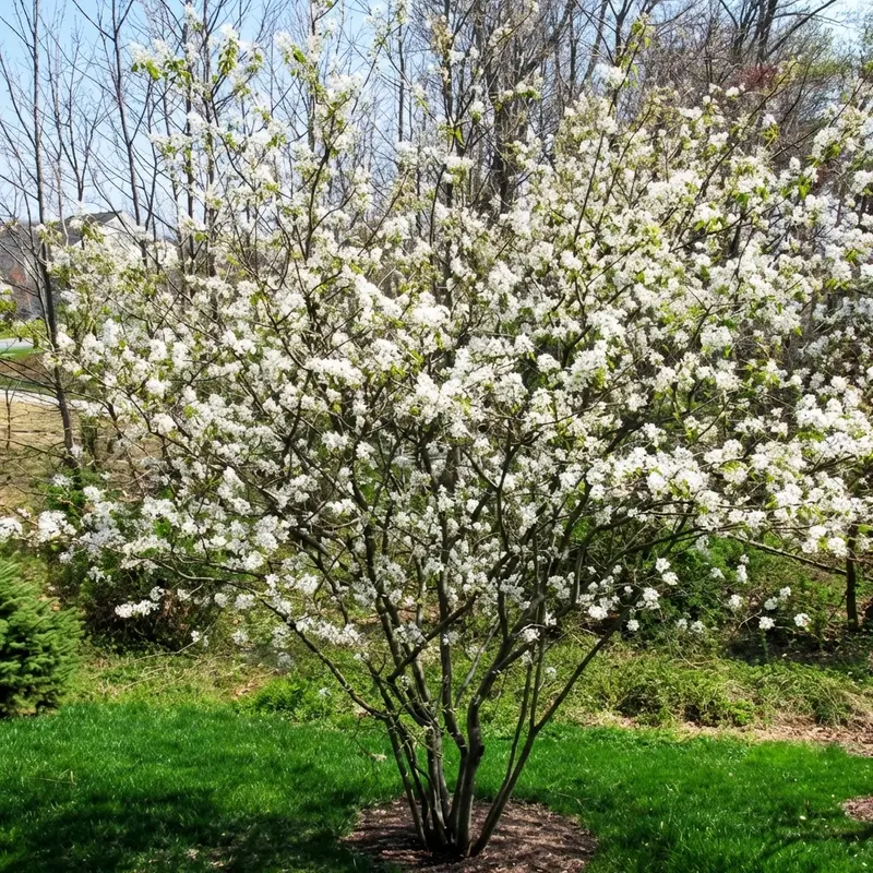 Downy Serviceberry Shrub – Native Spring-Blooming Berry Producer