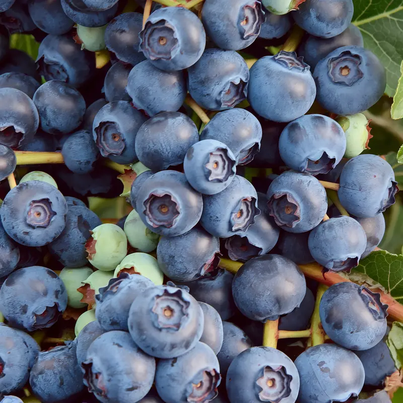 Duke Blueberry Bush – Early-Season High-Yield Variety