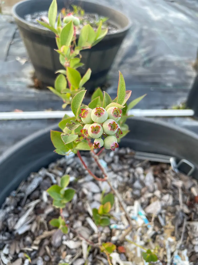 Duke Blueberry Bush – Early-Season High-Yield Variety