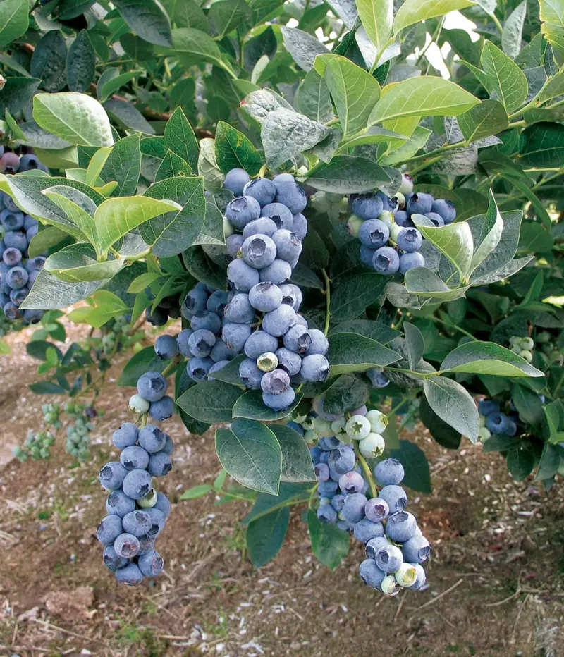 Duke Blueberry Bush – Early-Season High-Yield Variety
